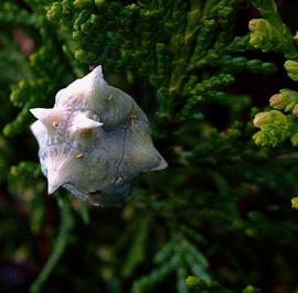  Cone:  Platycladus   orientalis ; Photo by T.J. Gehling, flickr.com
